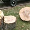 Tree Stump Removal Strategies: Say Goodbye to Unsightly Stumps