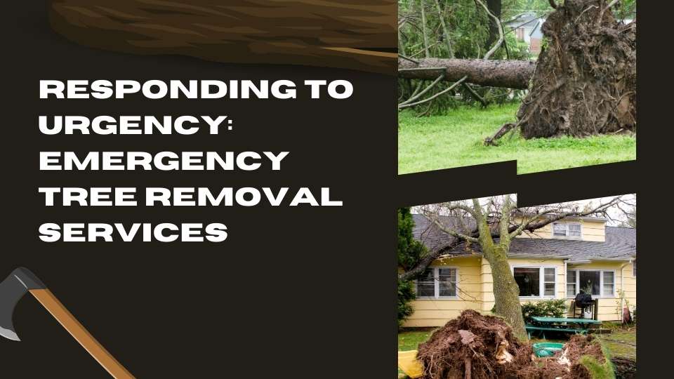 Responding to Urgency: Emergency Tree Removal Services